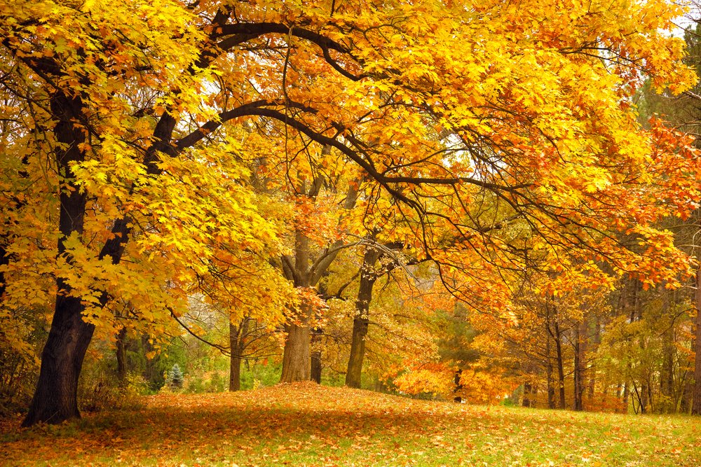 Tree Week in Lexington